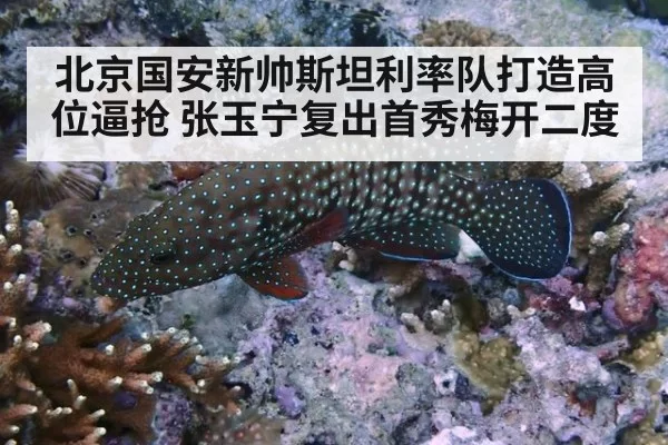北京国安新帅斯坦利率队打造高位逼抢 张玉宁复出首秀梅开二度